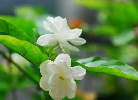 茉莉花怎么養(yǎng)，茉莉花養(yǎng)殖方法