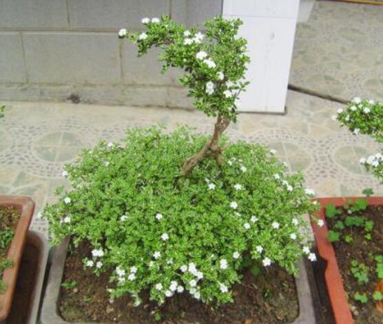 六月雪用什么土，盤點最佳盆土比例配制(沙質(zhì)土壤最佳)