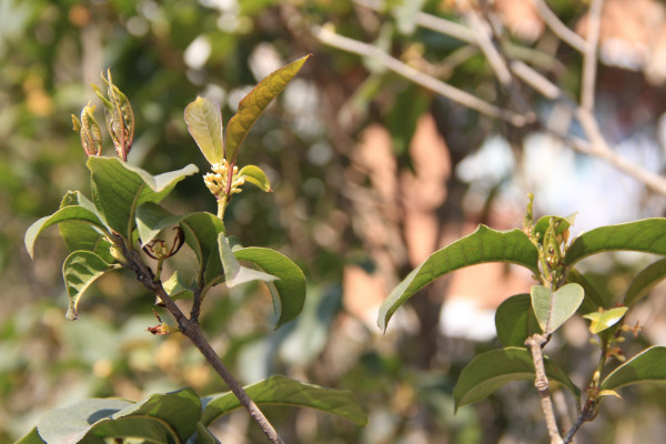 四季桂葉尖干枯怎么辦，給水施肥遮蔽強(qiáng)光
