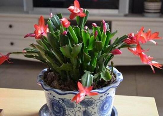 蟹爪蘭怎么施肥，蟹爪蘭什么時候施肥好