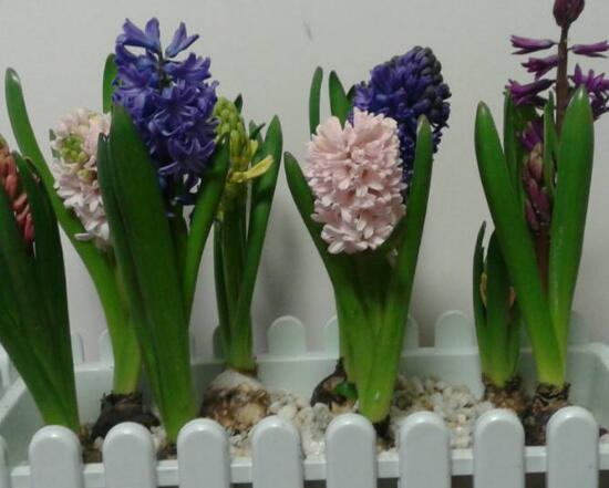 風信子怎么修剪，風信子修剪方法過程