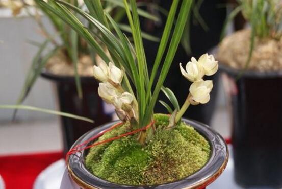 蘭花的品種，細(xì)數(shù)蘭花十大最珍貴的品種