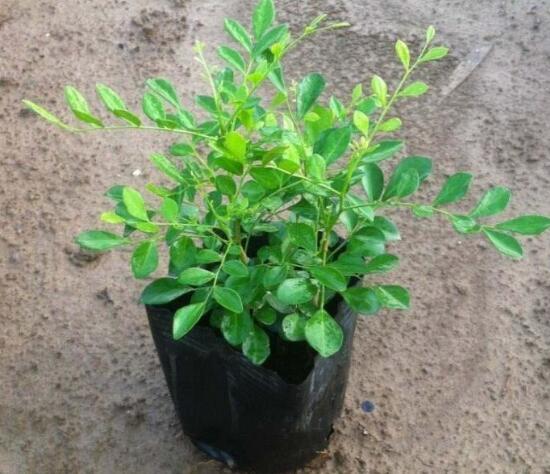 九里香怎么繁殖，九里香扦插繁殖方法