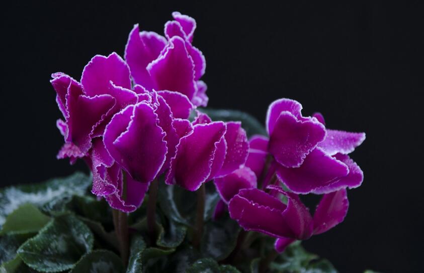 仙客來(lái)幾月份開(kāi)花，集中在冬天這個(gè)季節(jié)開(kāi)花