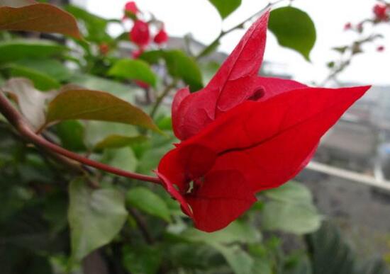 三角梅葉子發(fā)黃的原因，三角梅葉子發(fā)黃脫落怎么辦