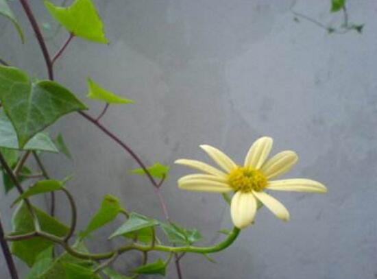 常春藤花語是什么，象征著忠誠與友誼