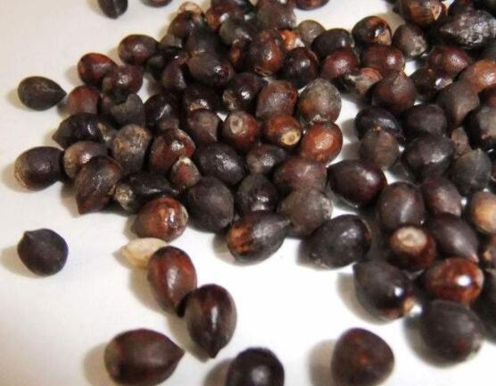 紅豆杉種子怎么種，做好這四點(diǎn)就會(huì)生根發(fā)芽