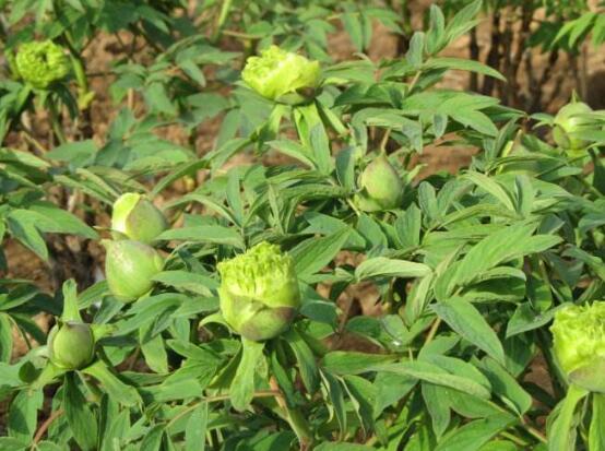 牡丹花品種大全，細(xì)數(shù)牡丹花最珍貴的八大品種