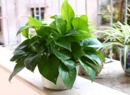 綠蘿的作用有哪些，凈化空氣、點(diǎn)綴家居之美