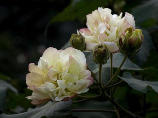 芙蓉花的功效與作用，凈化空氣、固土護(hù)坡、調(diào)經(jīng)止血