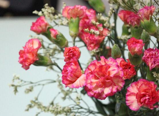 康乃馨鮮花怎么保鮮，七個基本方法方可百日鮮