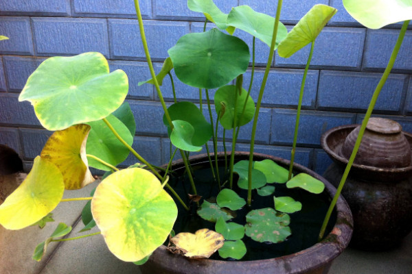 水培荷花的養(yǎng)殖方法，選擇干凈水質(zhì)并勤換水