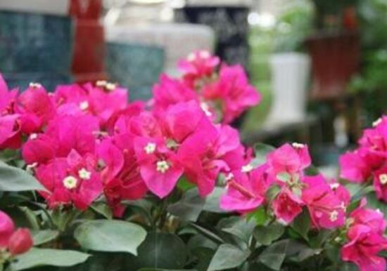 三角梅怎么施肥，三角梅施什么肥好