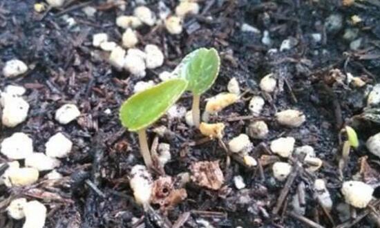 仙客來種子什么時候種，仙客來種子多久發(fā)芽