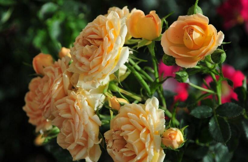 月季葉子發(fā)蔫怎么辦，3種解決方法讓它煥發(fā)生機(jī)