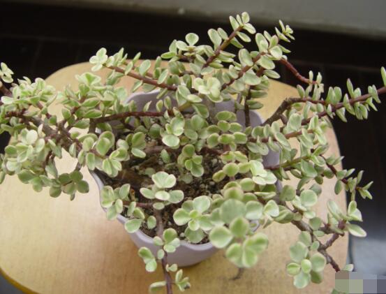 雅樂之舞葉片發(fā)皺是怎么回事，主要有三種原因造成(光照/溫度/澆水)