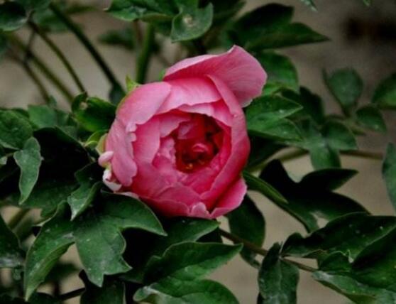 牡丹花有毒嗎，牡丹花可以在室內(nèi)養(yǎng)嗎