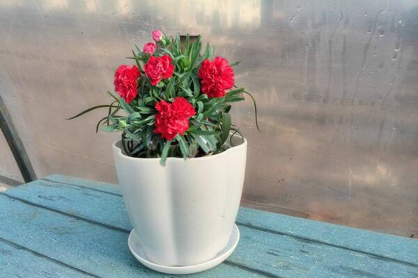 康乃馨花怎么養(yǎng)，康乃馨養(yǎng)殖的5大要點(diǎn)