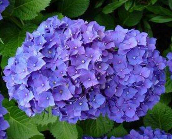 繡球花怎么澆水，繡球花多久澆一次水