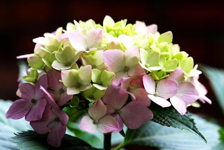 繡球花的養(yǎng)殖方法和注意事項，溫度控制在18-28℃之間最為合適