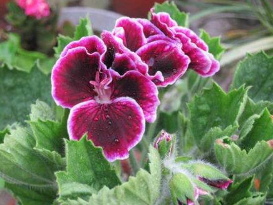 繡球花的栽培管理技術(shù)，老農(nóng)教你最實(shí)用的七大養(yǎng)殖方法