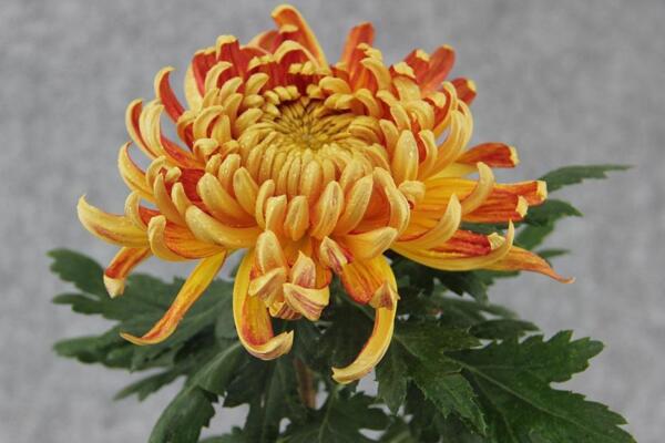 菊花如何室內(nèi)越冬，菊花安全越冬5大要點(diǎn)