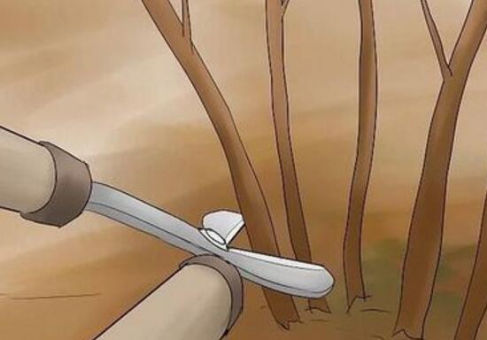 繡球花怎么修剪，繡球花的修剪方法圖解