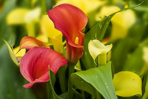 彩色馬蹄蓮為什么不能復花，品種特殊復花難度大