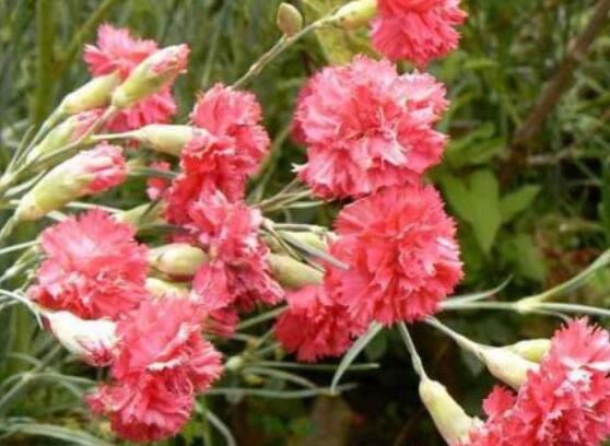 怎么讓康乃馨快速開花，教你五種花開爆盆最好方法