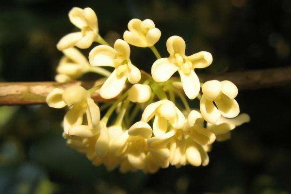 桂花樹什么時(shí)候移植好