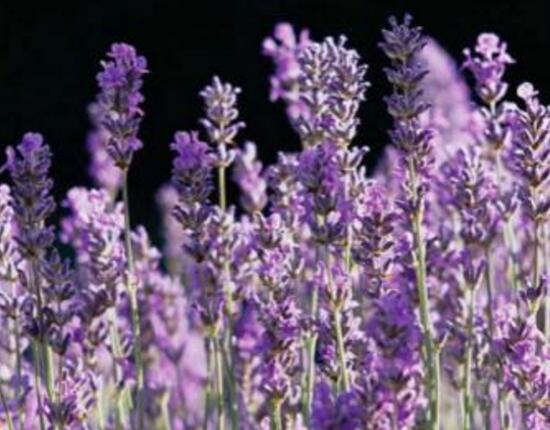 薰衣草有哪些品種，薰衣草品種圖片大全