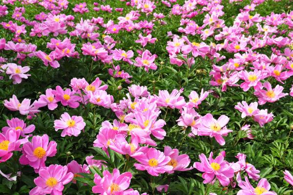 芍藥花養(yǎng)植方法有哪些，芍藥花的四大養(yǎng)殖技巧