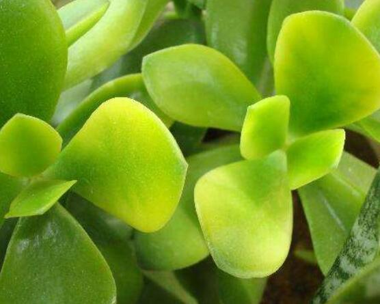 怎么讓玉樹開花，做好這六個(gè)要點(diǎn)便可花開爆盆