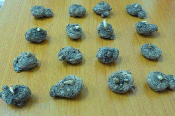 馬蹄蓮種球怎么種植，種植步驟以及前期養(yǎng)護(hù)技巧