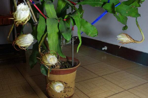 曇花幾年開(kāi)花，養(yǎng)殖三年左右才能開(kāi)花