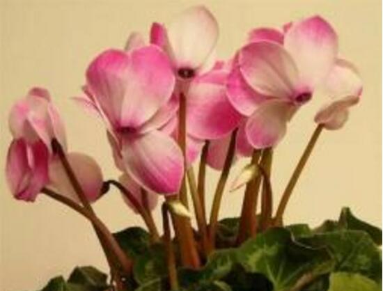 仙客來灰霉病的癥狀，仙客來灰霉病防治方法