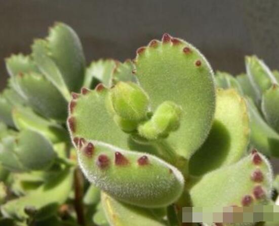 熊童子長(zhǎng)黑斑了怎么辦，教你兩種最常見(jiàn)解決辦法(蟲(chóng)害與病害)