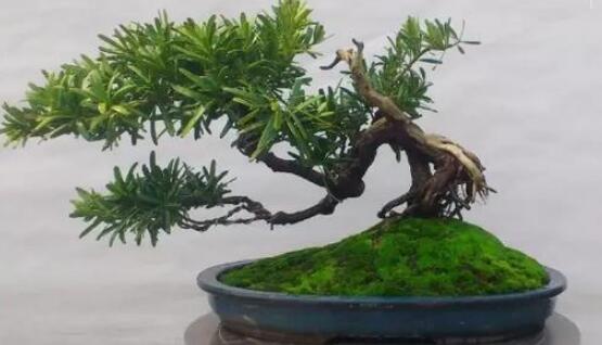 羅漢松盆景制作方法，教你五個基本步驟便可開枝散葉