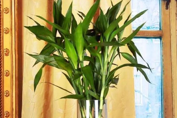 富貴竹斷了還能活嗎，精心養(yǎng)護有九成幾率存活