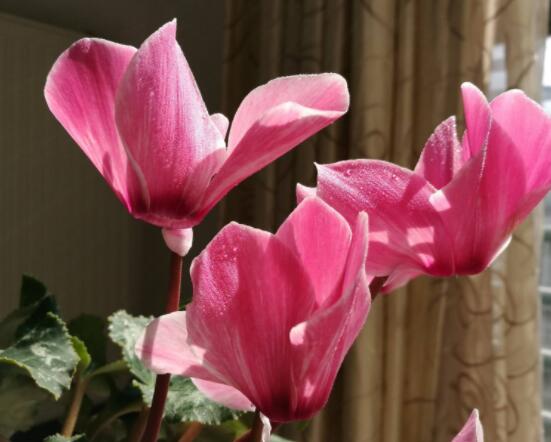 仙客來(lái)不長(zhǎng)新葉怎么辦，多半是盆土澆水光照導(dǎo)致