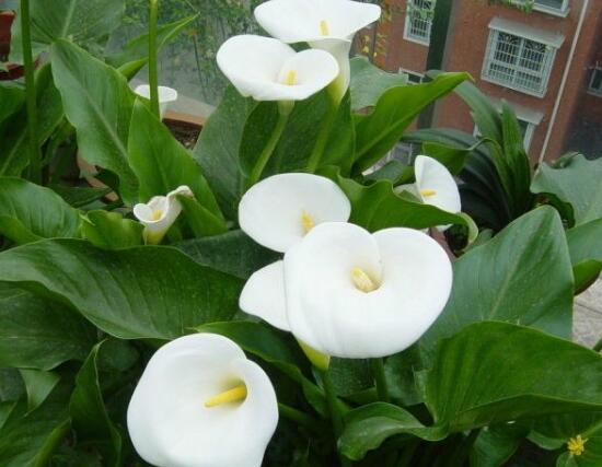 馬蹄蓮怎么澆水，馬蹄蓮多久澆水一次（三天澆次水）