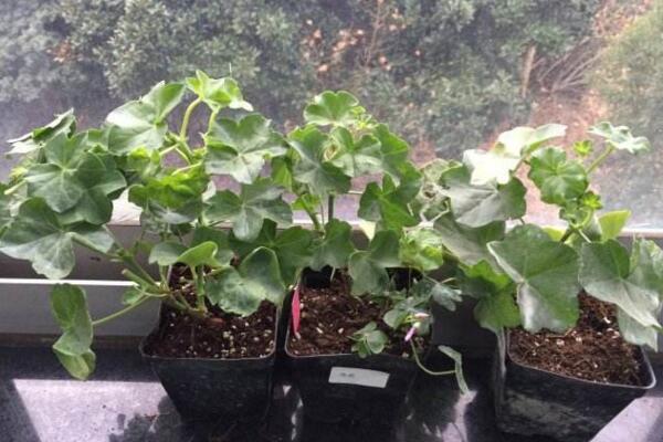 天竺葵打頂摘心圖解，摘心時間在每年的春秋季