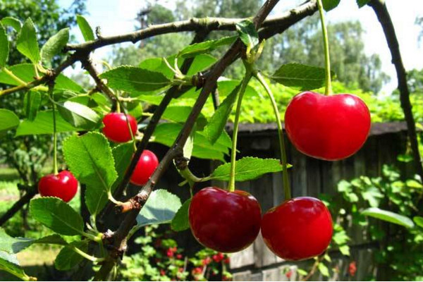 櫻桃樹(shù)春天什么時(shí)候澆水