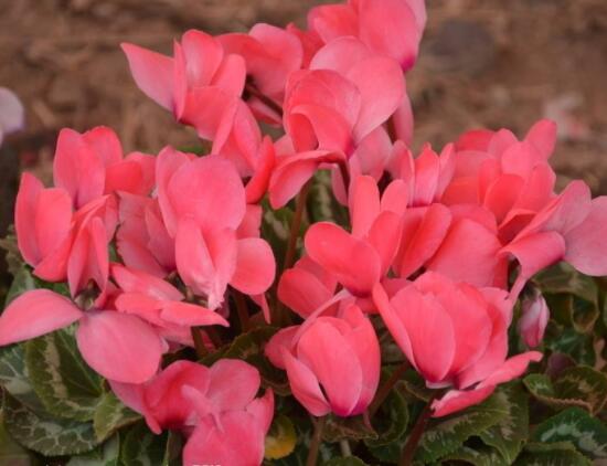 仙客來(lái)休眠多長(zhǎng)時(shí)間，不同環(huán)境不同休眠期(夏季)