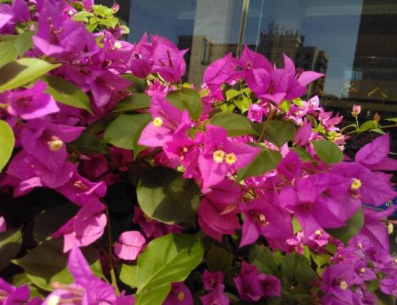 三角梅的資料，花色艷麗/美化環(huán)境、凈化空氣