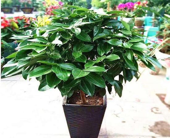 平安樹夏天怎么澆水，平安樹夏天多久澆一次水