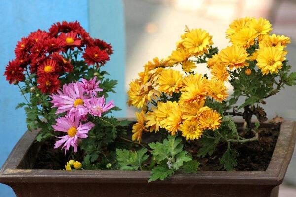 菊花苗的種植方法，建議在清明前后進(jìn)行種植