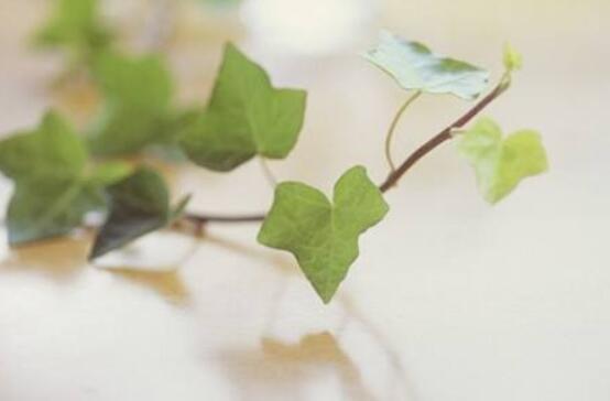 常春藤葉子干枯怎么辦，做好這五點即可恢復生機