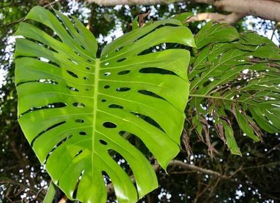 龜背竹有幾個品種，細數(shù)龜背竹六大品種