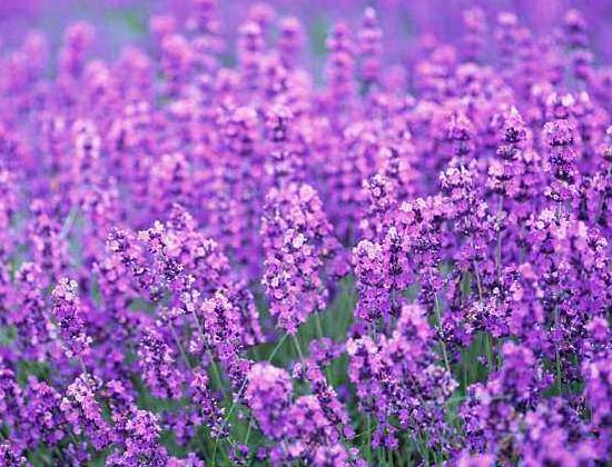 薰衣草施什么肥好，薰衣草施肥方法